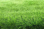 人工草坪的發(fā)展歷史